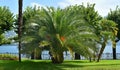 Lake Lugano in the spring. Switzerland. Europe. Palms on the shore.