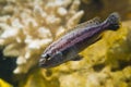 Lake Malawi Maingano cichlid, mbuna Melanochromis fish species in pseudo marine aquarium with natural looking stone background