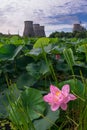 Lake with many lotuses near the hydro-power station Royalty Free Stock Photo