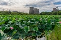 Lake with many lotuses near the hydro-power station Royalty Free Stock Photo