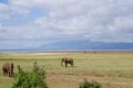 Lake Manyara: elephants and giraffes