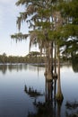 Lake Marsh Cypress Trees Deep South Georgia USA