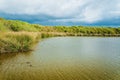 Lake, marsh plants and forest at the edge of the lake, and beautiful cloudy sky Royalty Free Stock Photo