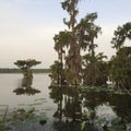 Lake Martin Cypress Island, Louisiana Nature Preserve Royalty Free Stock Photo