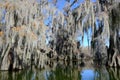 Lake Martin swamp in Breaux Bridge Louisiana