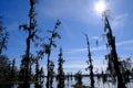 Lake Martin swamp in Breaux Bridge Louisiana