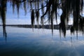 Lake Martin swamp in Breaux Bridge Louisiana