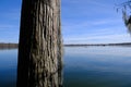 Lake Martin swamp in Breaux Bridge Louisiana