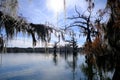 Lake Martin swamp in Breaux Bridge Louisiana