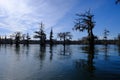 Lake Martin swamp in Breaux Bridge Louisiana