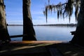 Lake Martin swamp tree house in Breaux Bridge Louisiana