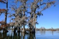 Lake Martin swamp tree house in Breaux Bridge Louisiana