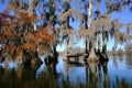 Lake Martin swamp tree house in Breaux Bridge Louisiana Royalty Free Stock Photo