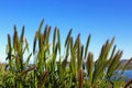 Lake Mathews landscape, wild grasses leporinum barley by the lake