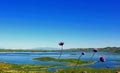 Lake Mathews landscape, Blue dicks flowers blooming by the lake