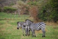 Zebras in Lake Mburo National Park