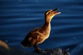 Lake Mendota Duckling Learning to Quack at Tenney Royalty Free Stock Photo