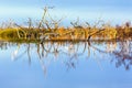 Lake Menindee Australia at Sunset with Dead Trees