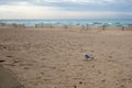 Lake Michigan beach and a gull at Silver Beach County Park at St. Joseph Michigan