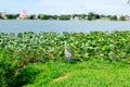 Lake Morton and the city center of lakeland Florida