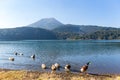 Lake and Mount Kirishima with duck