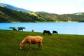 Lake Mountain Grassland