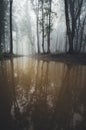 Lake in mysterious forest Royalty Free Stock Photo