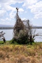 Lake Naivasha - Two African Fish Eagles perched on a large nest on Crescent Island Royalty Free Stock Photo