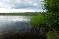 Lake in nasty cloudy day, reeds growing in water and forest. Summer nature landscape