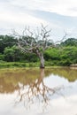 Lake in National Park Yala, Sri Lanka