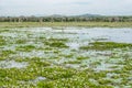 Lake in National Park Yala, Sri Lanka