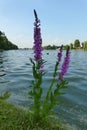 Lake and nature of Donkmeer, Berlare, West-Vlaanderen Royalty Free Stock Photo