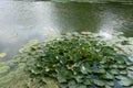 Lake and nature of Donkmeer, Berlare, West-Vlaanderen Royalty Free Stock Photo