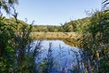 Lake near forest with reflection, reed in Taul Park Royalty Free Stock Photo