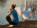 On the lake near the girl the swan gracefully opened its wings
