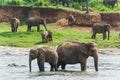 Lake near a grassy shore with elephants walking around Royalty Free Stock Photo