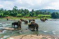 Lake near a grassy shore with elephants walking around Royalty Free Stock Photo