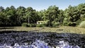 Lake in New Forest