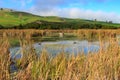 A lake in a New Zealand wetland Royalty Free Stock Photo