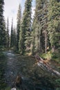 Lake O`Hara fire road stream Royalty Free Stock Photo