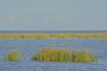 Lake Okeechobee shoreline at Okeechobee County, Florida, USA. Royalty Free Stock Photo