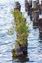 lake with old dock pilings