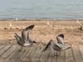 Dancing seagulls in Toronto, Ontario, Canada Royalty Free Stock Photo