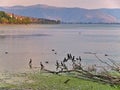 Lake Orestiada in Kastoria, Greece at sunset time. Pygmy cormorant birds & x28;Phalacrocorax pygmaeus