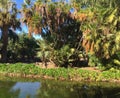 Lake and palms in in the park