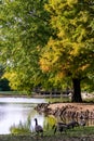 Lake Bridge, Cypress Knees and Birds on a Lake Royalty Free Stock Photo