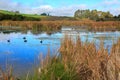 Pekapeka Regional Park, a wetland in Hawke`s Bay, New Zealand Royalty Free Stock Photo