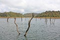 Lake, Periyar National Park