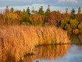 Lake Pertobe Warrnambool Australia Royalty Free Stock Photo