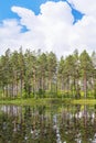 Lake at a pine tree forest Royalty Free Stock Photo